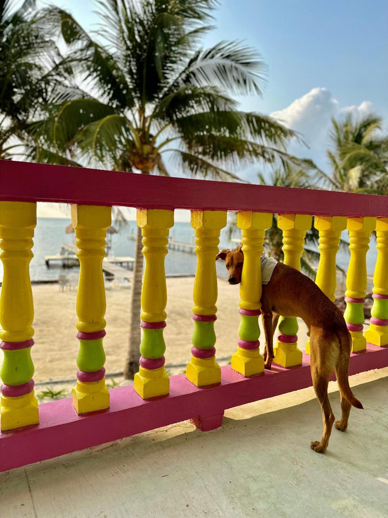 Barefoot Beach Belize Cayo Caulker Exterior foto